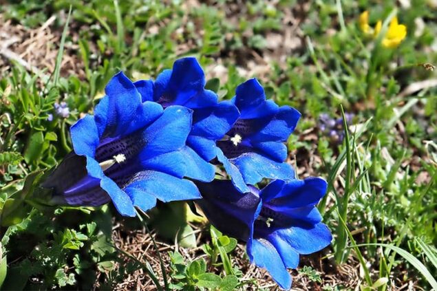 Flora & Fauna in der Karneralm, Selbstversorgerhütte in Salzburg, Urlaub in absoluter Ruhe