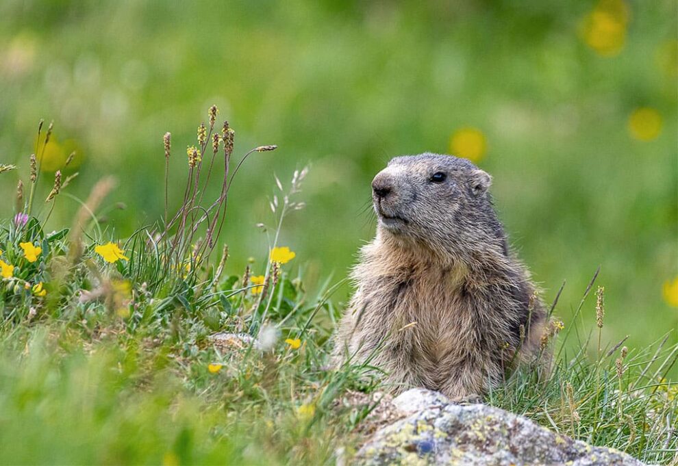 Flora & Fauna in der Karneralm, Selbstversorgerhütte in Salzburg